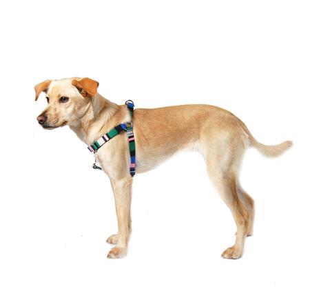Striped Webbing Dog Harness